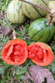 Cionosicys macranthus – Chinese Passion Fruit