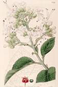 Clerodendrum infortunatum – Hill Glory Bower