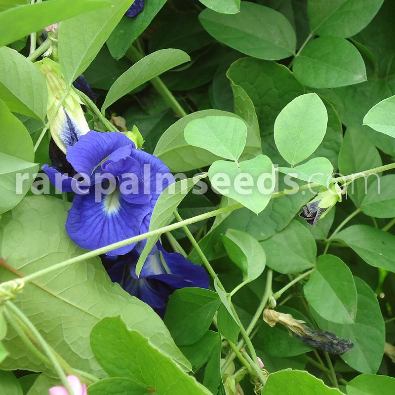 50 Clitoria ternatea 100 Seeds Blue Butterfly Pea 20