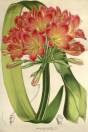 Clivia miniata – Bush Lily, Natal Lily