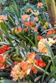 Clivia miniata 'Color Mix' – Bush Lily, Natal Lily
