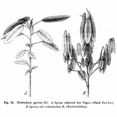 50Pcs Dancing Plant Codariocalyx Motorius Telegraph Shrub Seed Desmodium Gyrans 