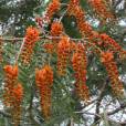 Colvillea racemosa – Colville's Glory Tree
