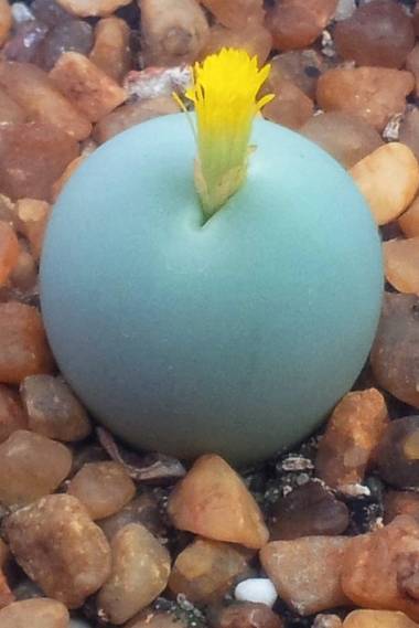 Conophytum calculus – Pebble Plant