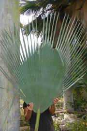 Copernicia gigas – Giant Yarey Palm