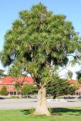 Cordyline australis – Cabbage Palm, Torbay Palm