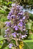 Cornutia pyramidata – Lavender Cornutia