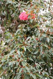 Corymbia ficifolia – Albany Red Flowering Gum