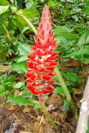 20+Seeds Details about   Red Spiral Ginger Plant Seeds Costus lima