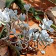 Cotyledon orbiculata 'Powdery White' – White Pig's Ears
