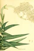 Crassula perfoliata var. perfoliata – White Paintbrush, Propeller Plant