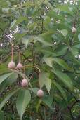 Crateva religiosa – Sacred Garlic Pear
