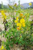 Crotalaria retusa – Yellow Rattlebox, Devil Bean