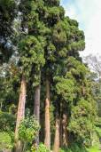 Cryptomeria japonica – Japanese Cedar, Sugi Cedar