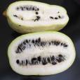 Cucurbita ficifolia – Seven Year Melon