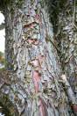 Cupressus arizonica var. arizonica – Arizona Cypress
