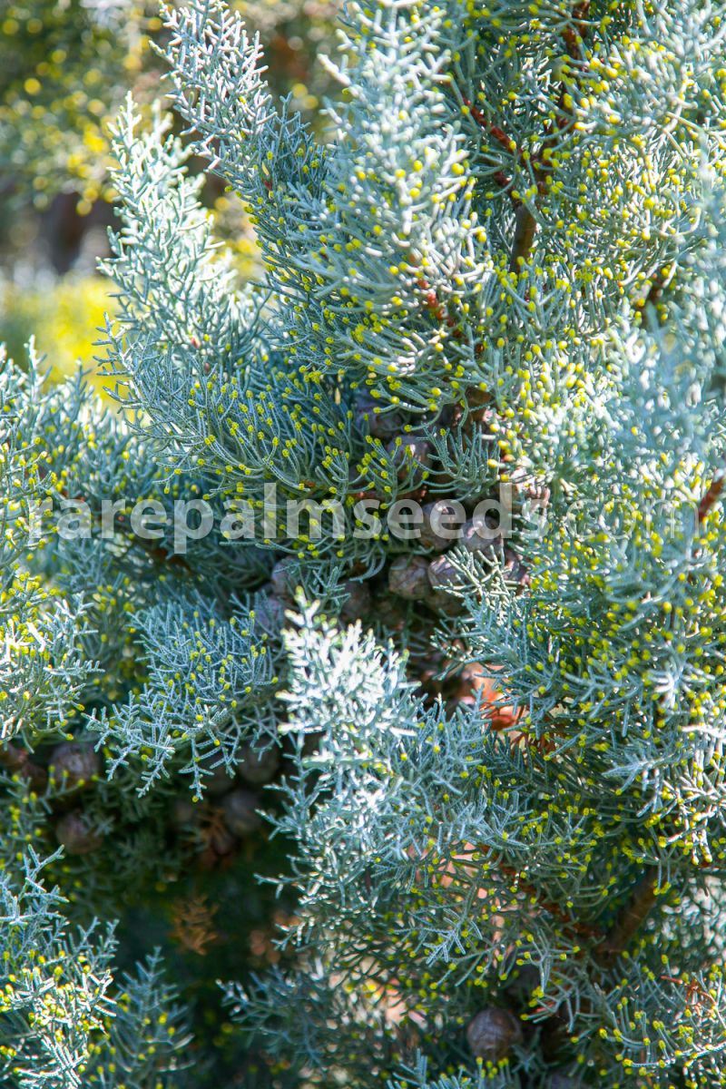 Glabra Semi Seeds Cypress Tree Ornamental 20 Cupressus Arizonica Var 