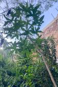 Cussonia natalensis – Rock Cabbage Tree