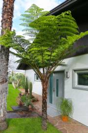 Cyathea cooperi – Helecho arbóreo australiano