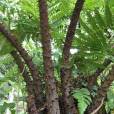 Cyathea furfuracea – Jamaican Treefern