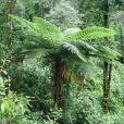 Cyathea spinulosa – Spiny Tree Fern