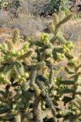 Cylindropuntia alcahes subsp. alcahes