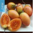 Cyphomandra betacea 'Yellow Fruit' – Yellow Tamarillo