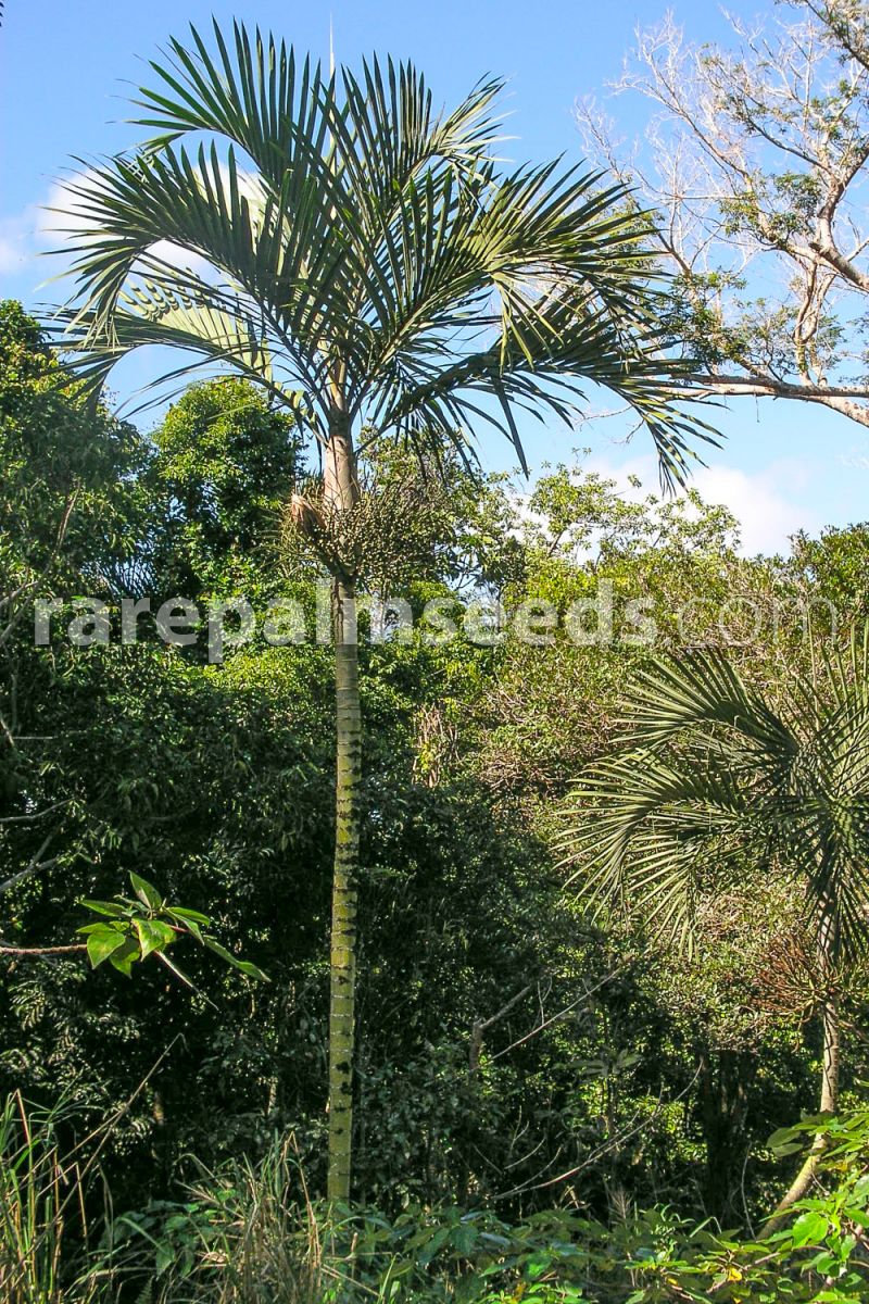 Palm Seeds rare Cyphophoenix nucele Seeds x 10 