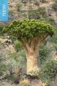 Cyphostemma currorii – Kobas, Butter Tree