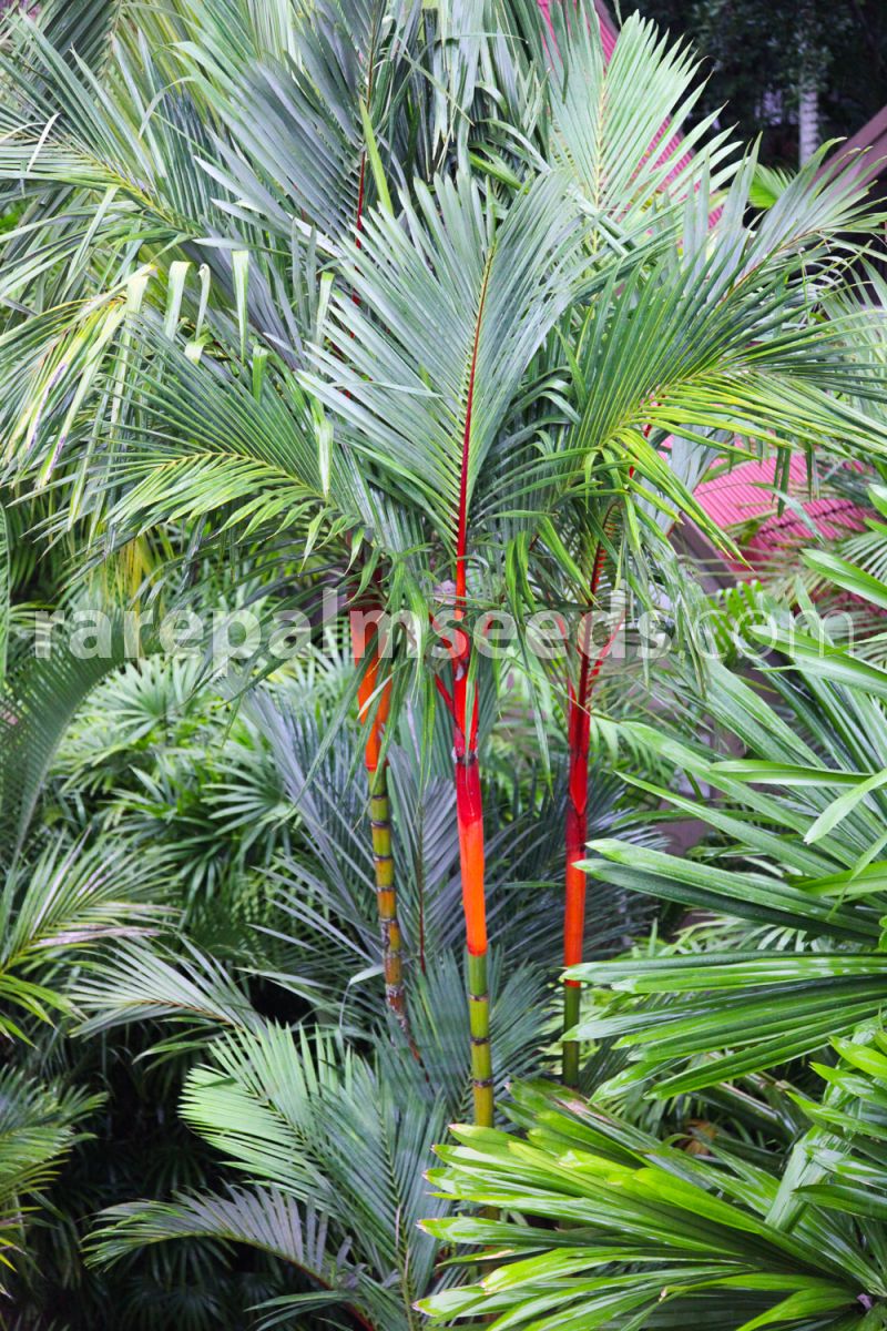 Details about   Cyrtostachys Renda Seeds Lipstick Palm Tree Red Sealing Wax Lakka Home Garden 