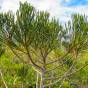 Dacrydium araucarioides – Candelabra Resin Yew