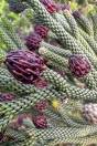 Dacrydium araucarioides – Candelabra Resin Yew