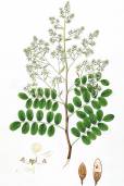 Dalbergia lanceolaria subsp. paniculata – Passi Tree