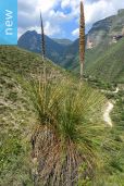 Dasylirion longissimum – Hidalgo Grass Tree