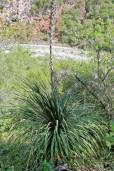 Dasylirion serratifolium – Oaxaca Silver Sotol