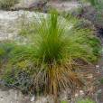 Dasylirion treleasei – Trelease's Grass Tree