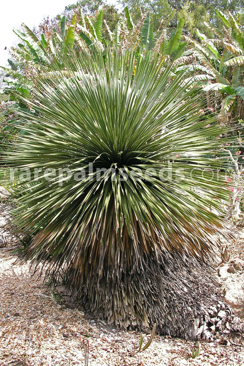 Dasylirion cedrosanum dasilirio Great Desert Spoon Sotol plant vq 