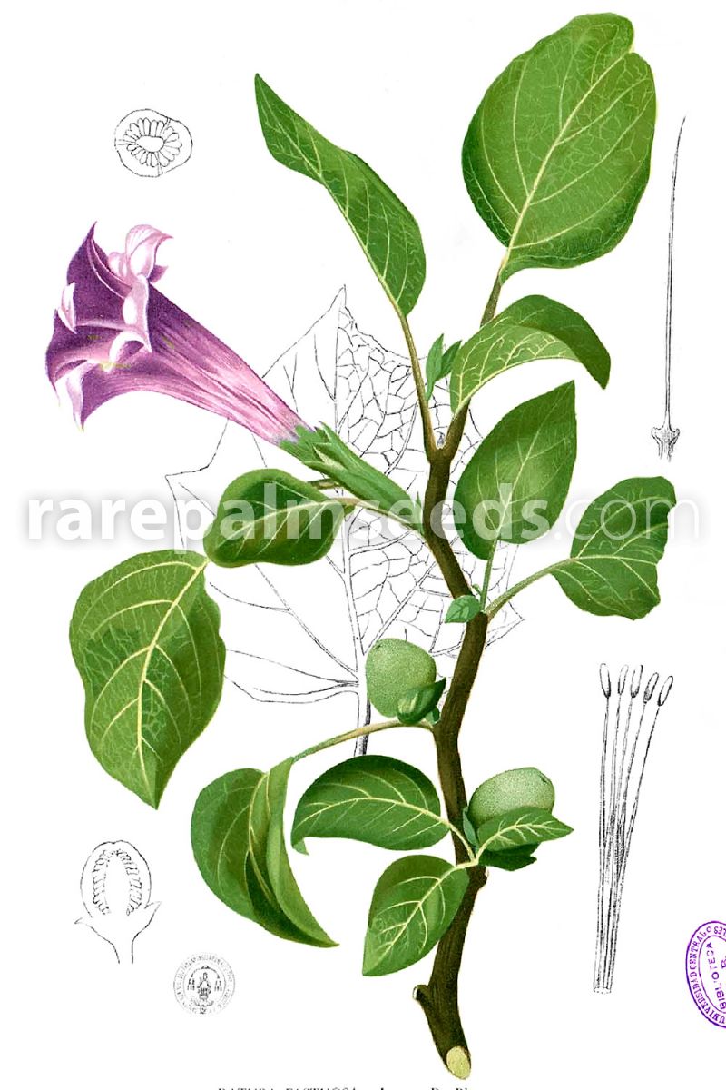 Datura metel 'Purple' – Higantón, gigantón morado, guaco – Compra semillas  en rarepalmseeds.com