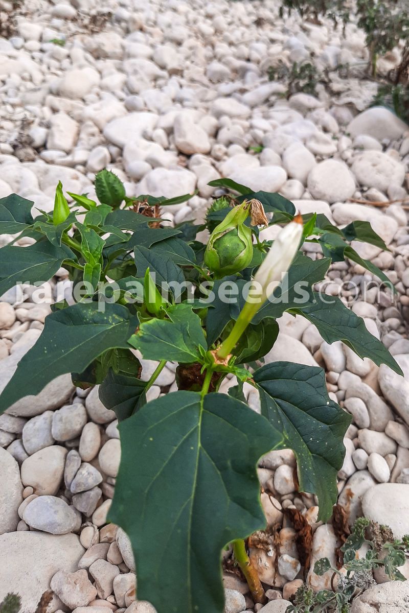 Datura Jimson Weed Seeds .100..Thorn Apple,Belladona Toloache..FRESH FEB.2020 