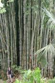 Dendrocalamus strictus – Male Bamboo