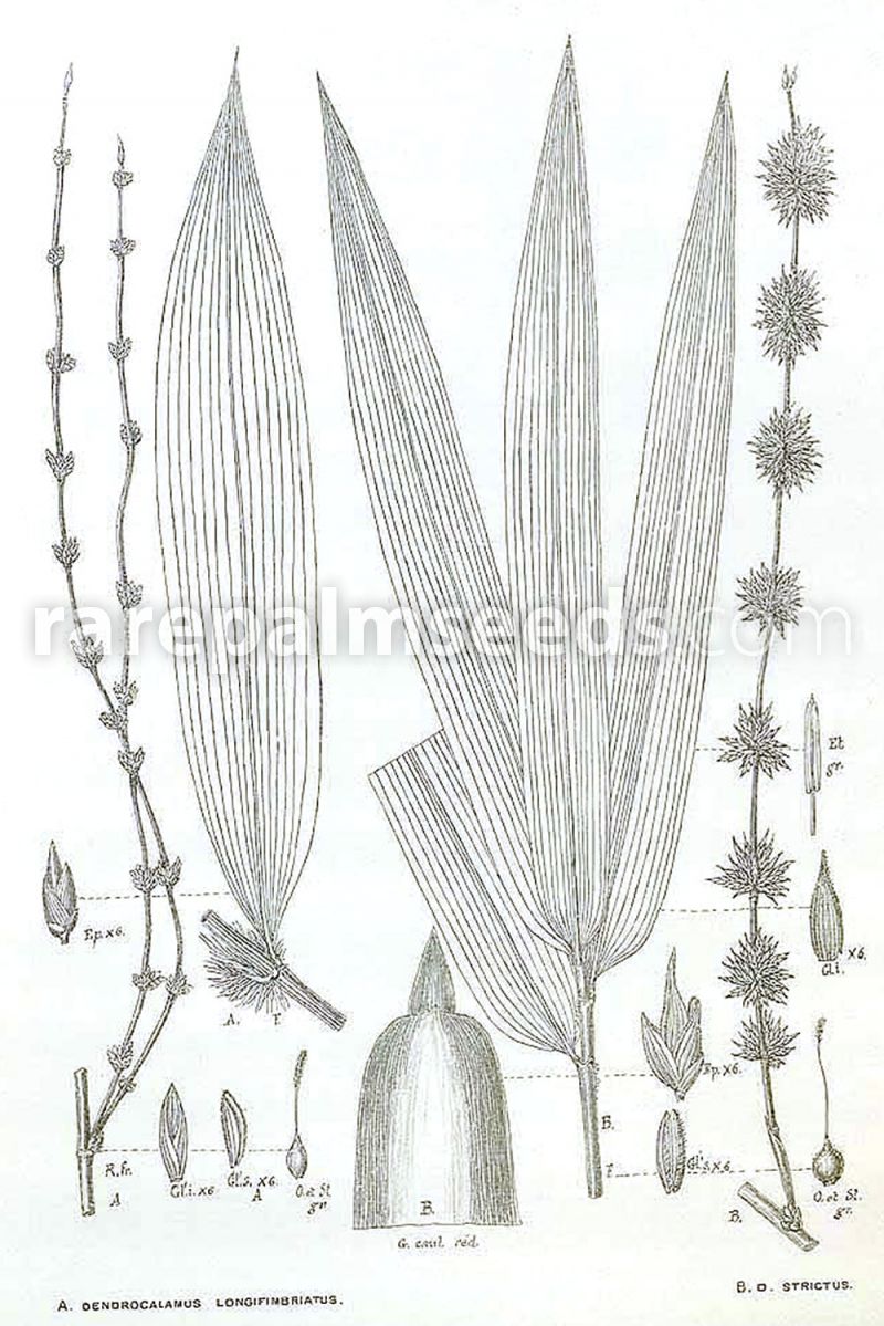 Riesenbambus Dendrocalamus hamiltonii essbare Sprossen 100 Samen 