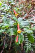 Desfontainia spinosa – Chilean Holly
