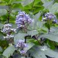 Dichroa febrifuga – Blue Evergreen Hydrangea