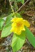 Dicraspidia donnell-smithii – False Yellow Hibiscus