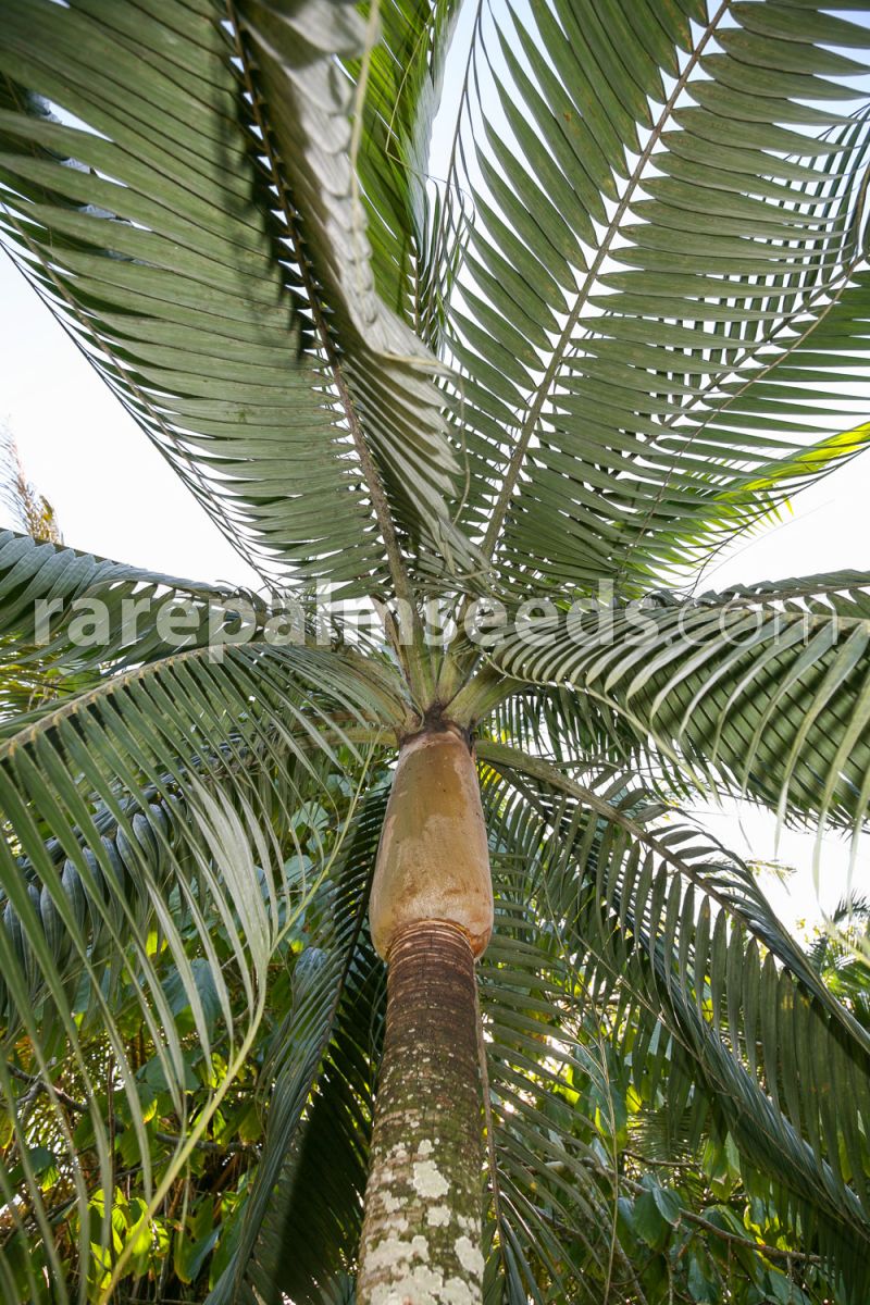 4inch Pot Rare Palm Tree Dictyosperma album