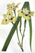 Dietes bicolor – African Iris, Fortnight Lily