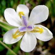 Dietes iridioides – Wood Iris