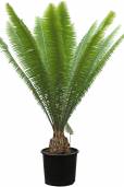 Dioon spinulosum – Giant Mexican Cycad
