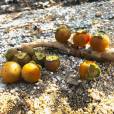 Diospyros intricata – Honey Persimmon, Cape Wild Persimmon
