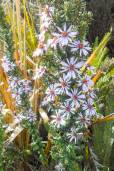Diplostephium hartwegii – White Star of the Paramo